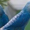 helen Spix Macaw parrots