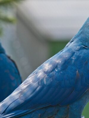 helen Spix Macaw parrots
