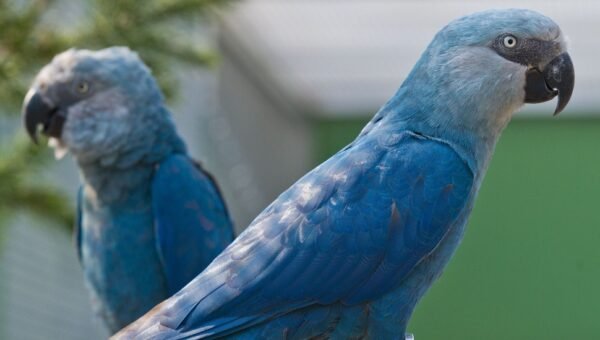 helen Spix Macaw parrots