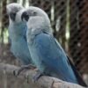 Spix’s Macaws