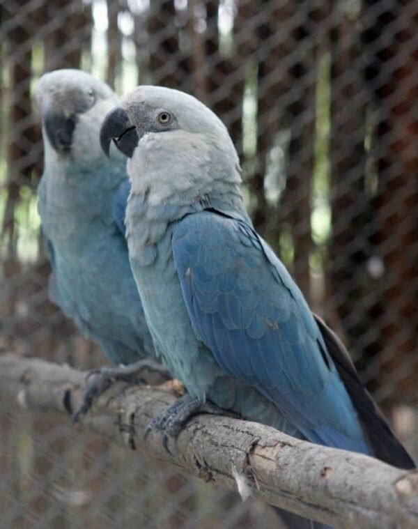 Spix’s Macaws