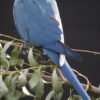 Spix’s Macaws