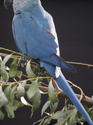 Spix’s Macaws