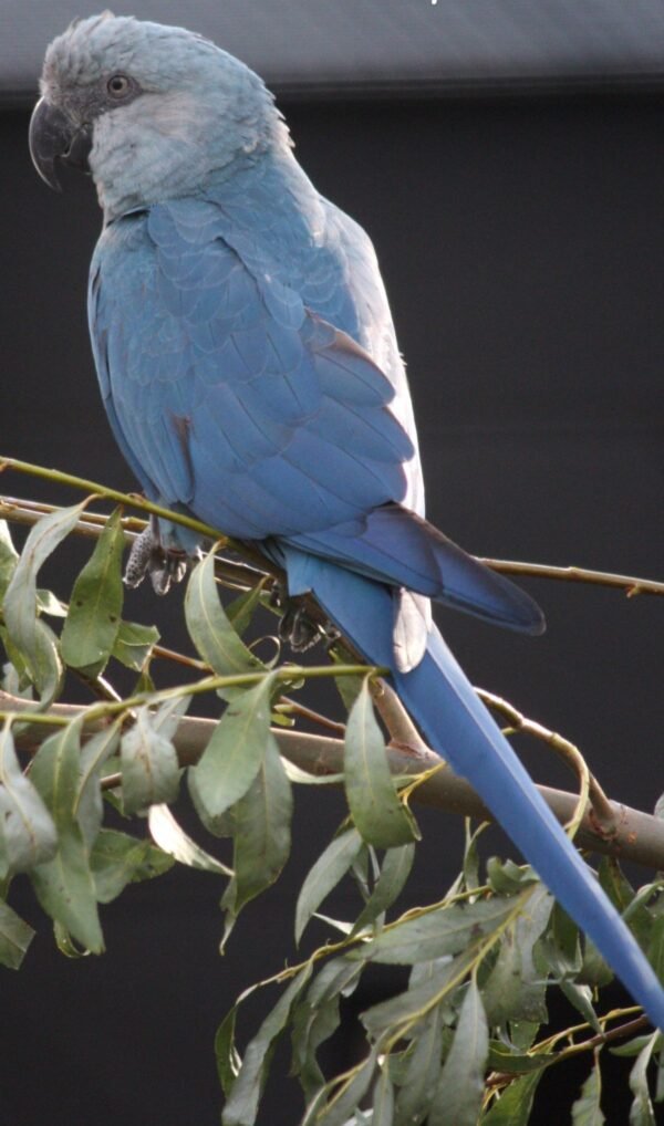 Spix’s Macaws