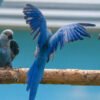 spix macaw parrots