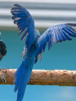 spix macaw parrots