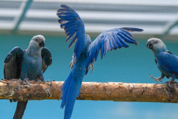 spix macaw parrots