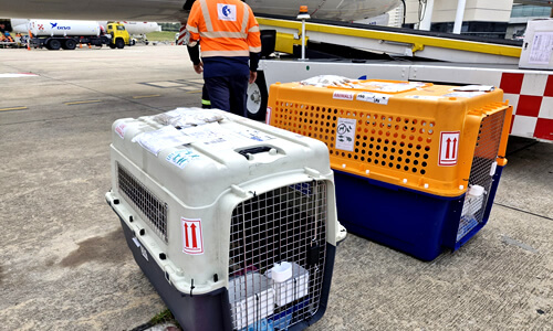 Parrot Transport to the UK, USA & Other Countries: A Complete Delivery Guide