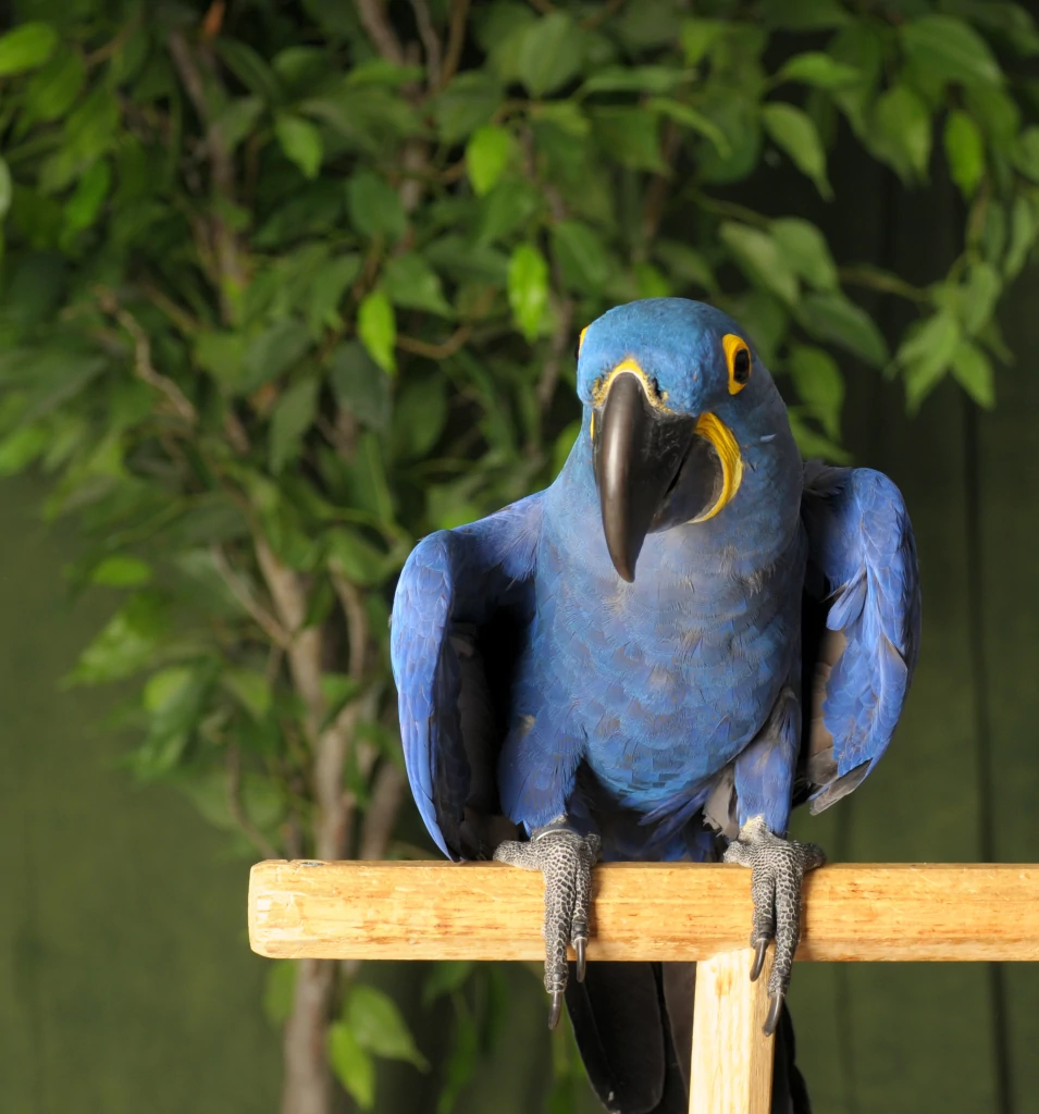 Hyacinth Macaw