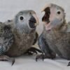 spix macaw parrots