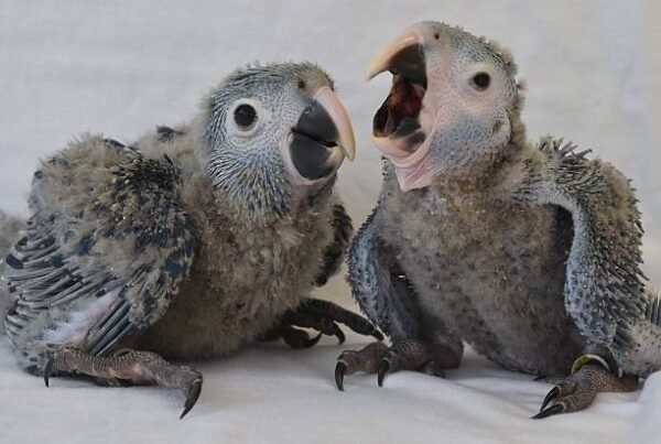 spix macaw parrots