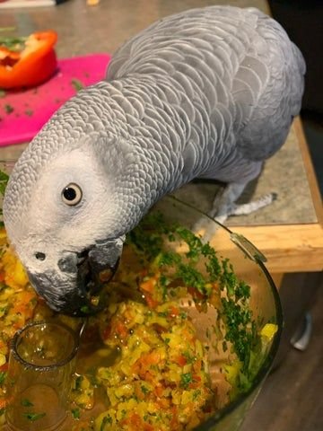 Feeding Your New Parrot