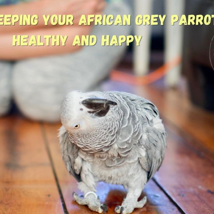 How to Avoid Parrot Scamss