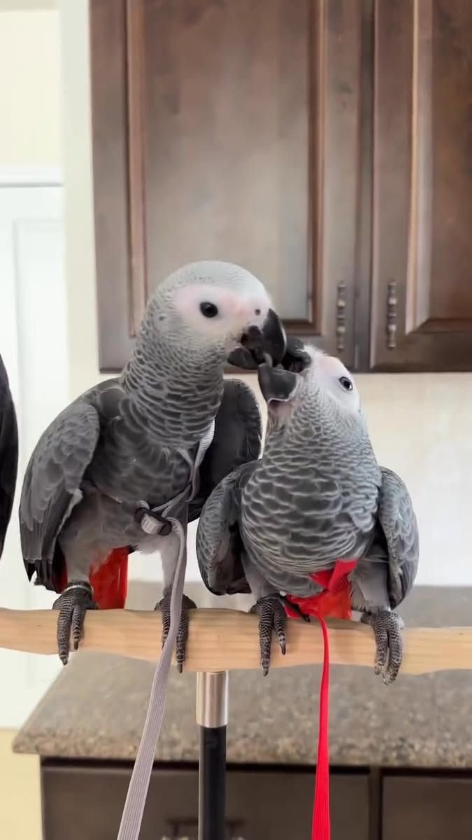 Is a Parrot Right for You