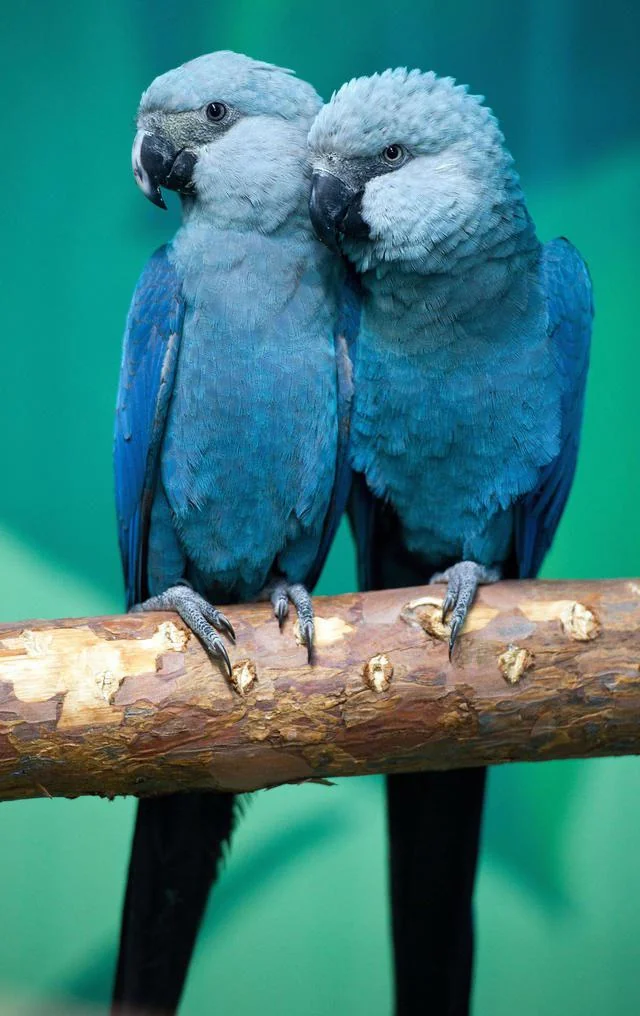 spix-macaw